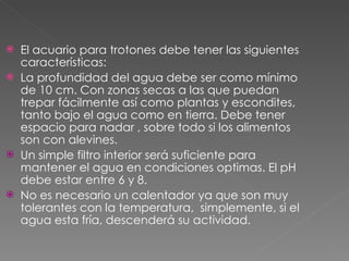 El acuario para trotones debe tener las siguientes características: La profundidad del agua debe ser como mínimo de 10 cm. Con zonas secas a las que puedan trepar fácilmente así como plantas y escondites, tanto bajo el agua como en tierra. Debe tener espacio para nadar , sobre todo si los alimentos son con alevines. Un simple filtro interior será suficiente para mantener el agua en condiciones optimas. El pH debe estar entre 6 y 8. No es necesario un calentador ya que son muy tolerantes con la temperatura,  simplemente, si el agua esta fría, descenderá su actividad. 