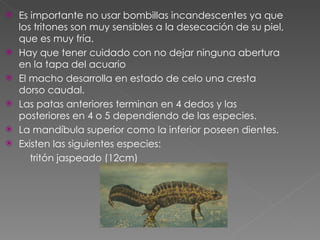 Es importante no usar bombillas incandescentes ya que los tritones son muy sensibles a la desecación de su piel, que es muy fría. Hay que tener cuidado con no dejar ninguna abertura en la tapa del acuario El macho desarrolla en estado de celo una cresta dorso caudal. Las patas anteriores terminan en 4 dedos y las posteriores en 4 o 5 dependiendo de las especies. La mandíbula superior como la inferior poseen dientes. Existen las siguientes especies: tritón jaspeado (12cm) 