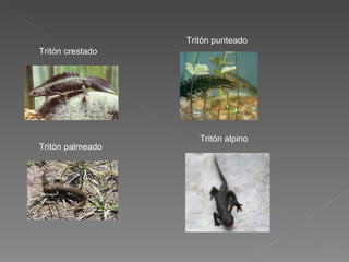 tritón punteado Tritón crestado Tritón palmeado Tritón alpino Tritón punteado 