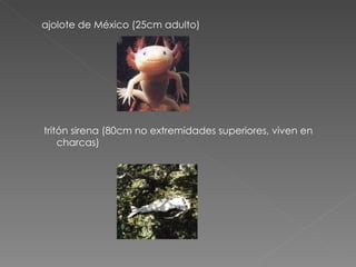 ajolote de México (25cm adulto) tritón sirena (80cm no extremidades superiores, viven en charcas) 