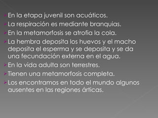 En la etapa juvenil son acuáticos. La respiración es mediante branquias. En la metamorfosis se atrofia la cola. La hembra deposita los huevos y el macho deposita el esperma y se deposita y se da una fecundación externa en el agua. En la vida adulta son terrestres. Tienen una metamorfosis completa. Los encontramos en todo el mundo algunos ausentes en las regiones árticas. 