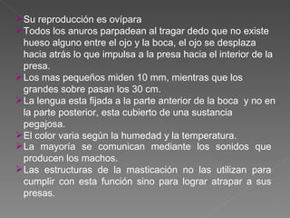 Su reproducción es ovípara Todos los anuros parpadean al tragar dedo que no existe hueso alguno entre el ojo y la boca, el ojo se desplaza hacia atrás lo que impulsa a la presa hacia el interior de la presa. Los mas pequeños miden 10 mm, mientras que los grandes sobre pasan los 30 cm. La lengua esta fijada a la parte anterior de la boca  y no en la parte posterior, esta cubierto de una sustancia pegajosa. El color varia según la humedad y la temperatura. La mayoría se comunican mediante los sonidos que producen los machos. Las estructuras de la masticación no las utilizan para cumplir con esta función sino para lograr atrapar a sus presas. 