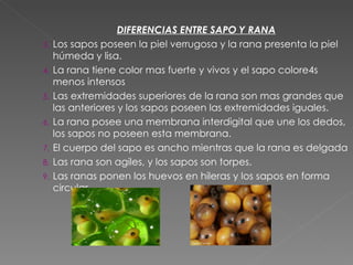 DIFERENCIAS ENTRE SAPO Y RANA Los sapos poseen la piel verrugosa y la rana presenta la piel húmeda y lisa. La rana tiene color mas fuerte y vivos y el sapo colore4s menos intensos  Las extremidades superiores de la rana son mas grandes que las anteriores y los sapos poseen las extremidades iguales. La rana posee una membrana interdigital que une los dedos, los sapos no poseen esta membrana. El cuerpo del sapo es ancho mientras que la rana es delgada Las rana son agiles, y los sapos son torpes. Las ranas ponen los huevos en hileras y los sapos en forma circular.  