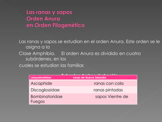 Las ranas y sapos se estudian en el orden Anura. Este orden se le asigna a la Clase Amphibia.  El orden Anura es dividido en cuatro subórdenes, en los cuales se estudian las familias Suborden Archaeobatrachia Leiopelmatidae  ranas de Nueva Zelandia Ascaphide  ranas con cola Discoglossidae  ranas pintadas Bombinatoridae  sapos Vientre de Fuegos 