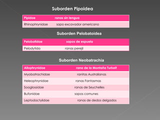 Suborden Pipoidea Suborden Pelobatoidea Suborden Neobatrachia Pipidae  ranas sin lengua Rhinophrynidae  sapo excavador americano Pelobatidae  sapos de espuela Pelodytida  ranas perejil Allophrynidae  rana de la Montaña Turkeit Myobatrachidae  ranitas Australianas Heleophrynidae  ranas Fantasmas Sooglossidae  ranas de Seychelles Bufonidae  sapos comunes Leptodactylidae  ranas de dedos delgados 