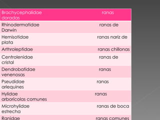 Brachycephalidae  ranas doradas Rhinodermatidae  ranas de Darwin Hemisotidae  ranas nariz de plata Arthroleptidae  ranas chillonas Centrolenidae  ranas de cristal  Dendrobatidae  ranas venenosas Pseudidae  ranas arlequines Hylidae  ranas arborícolas comunes Microhylidae  ranas de boca estrecha Ranidae  ranas comunes Hyperoliidae  ranas arborícolas africanas Rhacophoridae  ranas arborícolas del viejo mundo 
