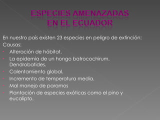 En nuestro país existen 23 especies en peligro de extinción: Causas: Alteración de hábitat. La epidemia de un hongo batrocochirum. Dendrobatides. Calentamiento global. Incremento de temperatura media. Mal manejo de paramos Plantación de especies exóticas como el pino y eucalipto. 