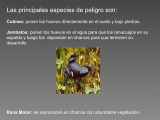 Las principales especies de peligro son: Cutines:  ponen los huevos directamente en el suelo y bajo piedras. Jambatos:  ponen los huevos en el agua para que los renacuajos en su espalda y luego los  depositan en charcos para que terminen su desarrollo. Rana Motor:  se reproducen en charcos con abundante vegetación. 