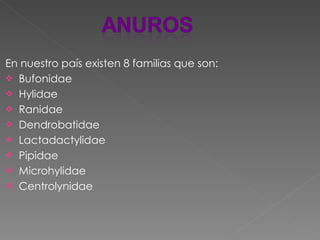 En nuestro país existen 8 familias que son: Bufonidae Hylidae Ranidae Dendrobatidae Lactadactylidae Pipidae Microhylidae Centrolynidae 