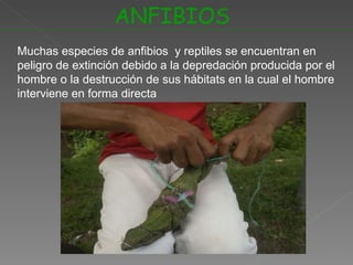 ANFIBIOS Muchas especies de anfibios  y reptiles se encuentran en peligro de extinción debido a la depredación producida por el hombre o la destrucción de sus hábitats en la cual el hombre interviene en forma directa 