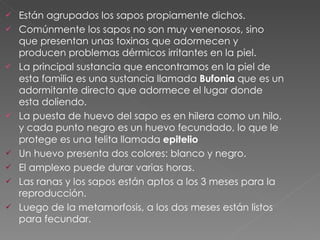 Están agrupados los sapos propiamente dichos. Comúnmente los sapos no son muy venenosos, sino que presentan unas toxinas que adormecen y producen problemas dérmicos irritantes en la piel. La principal sustancia que encontramos en la piel de esta familia es una sustancia llamada  Bufonia  que es un adormitante directo que adormece el lugar donde esta doliendo. La puesta de huevo del sapo es en hilera como un hilo, y cada punto negro es un huevo fecundado, lo que le protege es una telita llamada  epitelio Un huevo presenta dos colores: blanco y negro. El amplexo puede durar varias horas. Las ranas y los sapos están aptos a los 3 meses para la reproducción. Luego de la metamorfosis, a los dos meses están listos para fecundar. 