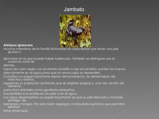 Atelopus ignescens Muchos miembros de la familia Bufonidae se caracterizan por tener una piel gruesa y.   glandular en la que puede haber tubérculos. También se distinguen por la ausencia total de dientes. Sapos de color negro con el vientre amarillo o rojo encendido, ponían los huevos directamente en el agua para que los renacuajos se desarrollen. Cumplían un papel importante dentro del ecosistema. Se alimentaban de insectos y arañas,  regulando su población (evitando que se originen plagas) y, a la vez, servían de alimento para otros animales como gavilanes pequeños. Susceptibles a la acidez en el suelo o en el agua. Los sapos desempeñan un papel importante ya que su piel desnuda y húmeda protege  de bacterias y hongos. Por esta razón segregan compuestos químicos que permiten eliminar estas amenazas. Jambato 