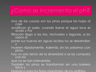 Una de las causas son los pinos porque las hojas al caer  acidifican el suelo, cuando llueve el agua lava el ácido y Por  filtración llega a los ríos, riachuelos y lagunas, q los sapos al  poner sus huevos en aguas ácidas no se desarrollan y  mueren rápidamente. Además, en los páramos con pinos hay un solo tercio de la diversidad si se los compara con los  que no se han intervenido. También los pinos se transforman en una barrera física y  biológica para los flujos migratorios de los anfibios. 