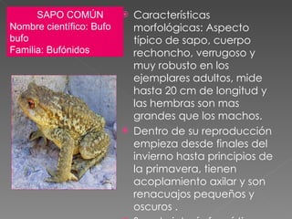 Características morfológicas: Aspecto típico de sapo, cuerpo rechoncho, verrugoso y muy robusto en los ejemplares adultos, mide hasta 20 cm de longitud y las hembras son mas grandes que los machos. Dentro de su reproducción empieza desde finales del invierno hasta principios de la primavera, tienen acoplamiento axilar y son renacuajos pequeños y oscuros . Son de interés faunístico para el hombre por la gran cantidad de insectos que destruye  .  SAPO COMÚN  Nombre científico: Bufo bufo Familia: Bufónidos  