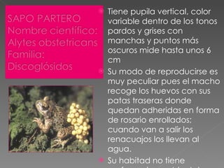 Tiene pupila vertical, color variable dentro de los tonos pardos y grises con manchas y puntos más oscuros mide hasta unos 6 cm  Su modo de reproducirse es muy peculiar pues el macho recoge los huevos con sus patas traseras donde quedan adheridas en forma de rosario enrollados; cuando van a salir los renacuajos los llevan al agua. Su habitad no tiene preferencias ambientales definidas se distribuye por el Centro-Oeste de Europa y el norte de África. 