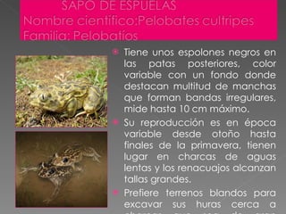 Tiene unos espolones negros en las patas posteriores, color variable con un fondo donde destacan multitud de manchas que forman bandas irregulares, mide hasta 10 cm máximo. Su reproducción es en época variable desde otoño hasta finales de la primavera, tienen lugar en charcas de aguas lentas y los renacuajos alcanzan tallas grandes. Prefiere terrenos blandos para excavar sus huras cerca a charcas que sea de gran estacionalidad vive en la península ibérica y en el sur de Francia. 