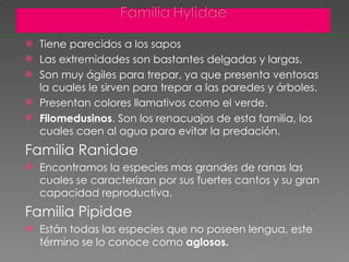 Tiene parecidos a los sapos  Las extremidades son bastantes delgadas y largas. Son muy ágiles para trepar, ya que presenta ventosas la cuales le sirven para trepar a las paredes y árboles. Presentan colores llamativos como el verde. Filomedusinos . Son los renacuajos de esta familia, los cuales caen al agua para evitar la predación.  Familia Ranidae  Encontramos la especies mas grandes de ranas las cuales se caracterizan por sus fuertes cantos y su gran capacidad reproductiva. Familia Pipidae Están todas las especies que no poseen lengua, este término se lo conoce como  aglosos. 