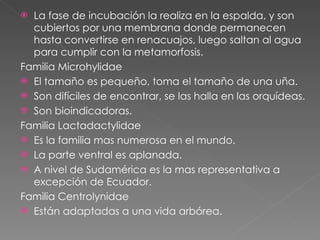 La fase de incubación la realiza en la espalda, y son cubiertos por una membrana donde permanecen hasta convertirse en renacuajos, luego saltan al agua para cumplir con la metamorfosis. Familia Microhylidae El tamaño es pequeño, toma el tamaño de una uña. Son difíciles de encontrar, se las halla en las orquídeas. Son bioindicadoras. Familia Lactadactylidae Es la familia mas numerosa en el mundo. La parte ventral es aplanada. A nivel de Sudamérica es la mas representativa a excepción de Ecuador. Familia Centrolynidae  Están adaptadas a una vida arbórea. 