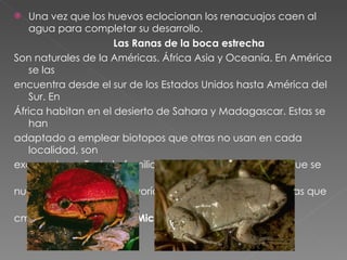 Una vez que los huevos eclocionan los renacuajos caen al agua para completar su desarrollo. Las Ranas de la boca estrecha Son naturales de la Américas. África Asia y Oceanía. En América se las  encuentra desde el sur de los Estados Unidos hasta América del Sur. En  África habitan en el desierto de Sahara y Madagascar. Estas se han  adaptado a emplear biotopos que otras no usan en cada localidad, son  excavadoras. Toda la familia cuenta con 375 especies, que se estudian en  nueve subfamilias, la mayoría no son grandes. Hay algunas que tienen 10  cm también se las llama  Microhílidos. 
