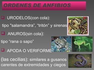 ORDENES DE ANFIBIOS URODELOS(con cola): tipo "salamandra”, “tritón” y sirenas ANUROS(sin cola ): tipo “rana o sapo” APODA O VERIFORME   ( las cecilias):  similares a gusanos carentes de extremidades y ciegos 