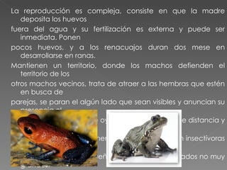 La reproducción es compleja, consiste en que la madre deposita los huevos  fuera del agua y su fertilización es externa y puede ser inmediata. Ponen  pocos huevos, y a los renacuajos duran dos mese en desarrollarse en ranas.  Mantienen un territorio, donde los machos defienden el territorio de los  otros machos vecinos, trata de atraer a las hembras que estén en busca de  parejas, se paran el algún lado que sean visibles y anuncian su presencia el  canto de alguna ranas se oye cientos de metros de distancia y viven  hasta  5 años de naturaleza. Tienen un apetito voraz. Son insectívoras comen  hormigas, comején, pequeñas moscas e invertebrados no muy grandes.  También se les llama  Ranitas Ponzoñas y Dendrobátios.  