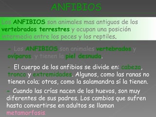 ANFIBIOS Los   ANFIBIOS   son animales mas antiguos de los  vertebrados terrestres   y ocupan una posición intermedia entre los peces y los reptiles . -  El cuerpo de los anfibios se divide en:  cabeza ,  tronco  y  extremidades . Algunos, como las ranas no tienen cola; otros, como la salamandra sí la tienen.  -  Cuando las crías nacen de los huevos, son muy diferentes de sus padres. Los cambios que sufren hasta convertirse en adultos se llaman  metamorfosis . -  Los   ANFIBIOS   son animales  vertebrados   y   ovíparos , y tienen la  piel desnuda . 