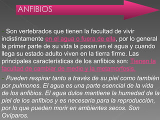 -  Son vertebrados que tienen la facultad de vivir indistintamente  en el agua o fuera de ella , por lo general la primer parte de su vida la pasan en el agua y cuando llega su estado adulto viven en la tierra firme. Las principales características de los anfibios son:  Tienen la facultad de cambiar de medio y la metamorfosis. ANFIBIOS -  Pueden respirar tanto a través de su piel como también por pulmones. El agua es una parte esencial de la vida  de los anfibios. El agua dulce mantiene la humedad de la piel de los anfibios y es necesaria para la reproducción, por lo que pueden morir en ambientes secos. Son Ovíparos. 