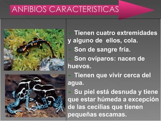 ANFIBIOS CARACTERISTICAS -  Tienen cuatro extremidades y alguno de  ellos, cola. -  Son de sangre fría. -  Son ovíparos: nacen de huevos. -  Tienen que vivir cerca del agua. -  Su piel está desnuda y tiene que estar húmeda a excepción de las cecilias que tienen pequeñas escamas. 