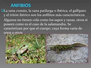 ANFIBIOS La rana común, la rana patilarga o ibérica, el gallipato y el tritón ibérico son los anfibios más característicos . Algunos no tienen cola como los sapos y ranas, otros si poseen como es el caso de la salamandra. Se caracterizan por que el cuerpo, cuya forma varia de unos a otros 