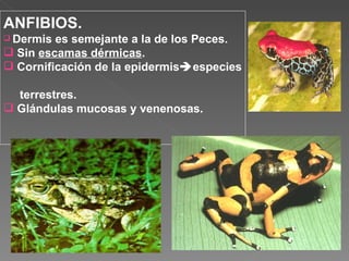 ANFIBIOS. Dermis es semejante a la de los Peces. Sin  escamas dérmicas . Cornificación de la epidermis  especies  terrestres. Glándulas mucosas y venenosas. 