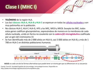 Clase I (MHC I)
• TELÓMERO de la región HLA.
• Los loci clásicos: HLA-A, HLA-B y HLA-C se expresan en todas las células nucleadas y son
muy polimorfos en la población.
• No clásicos HLA-E, HLA-F, HLA-G, HFE y los MIC, MICA y MICB. Excepto los MIC, todos
estos genes codifican glucoproteínas, expresándose de manera en la membrana de cada
célula nucleada, unido en forma no covalente con la cadena β2 microglobulina codificada
por un gen del cromosoma 15
• Se han identificado más de 2 000 alelos en HLA-A, casi 3 000 alelos en HLA-B, y más de 1
700 en HLA-C en distintas poblaciones humanas.
ALELO: es cada una de las formas alternativas que puede tener un mismo gen que se diferencian en su secuencia
Fuente: Correl A. Sociedad Española de Inmunologia: Inmunologia humana. Disponible en:
http://www.inmunologia.org/educacion/inmunopildoras.php
 