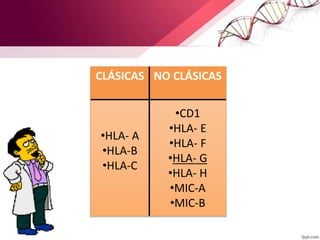 CLÁSICAS NO CLÁSICAS
•HLA- A
•HLA-B
•HLA-C
•CD1
•HLA- E
•HLA- F
•HLA- G
•HLA- H
•MIC-A
•MIC-B
 
