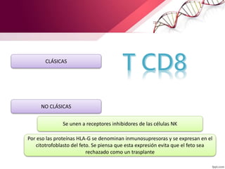 CLÁSICAS
NO CLÁSICAS
Se unen a receptores inhibidores de las células NK
Por eso las proteínas HLA-G se denominan inmunosupresoras y se expresan en el
citotrofoblasto del feto. Se piensa que esta expresión evita que el feto sea
rechazado como un trasplante
 