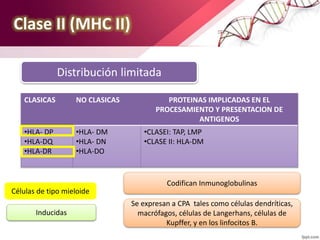 Clase II (MHC II)
Distribución limitada
CLASICAS NO CLASICAS PROTEINAS IMPLICADAS EN EL
PROCESAMIENTO Y PRESENTACION DE
ANTIGENOS
•HLA- DP
•HLA-DQ
•HLA-DR
•HLA- DM
•HLA- DN
•HLA-DO
•CLASEI: TAP, LMP
•CLASE II: HLA-DM
Células de tipo mieloide
Inducidas
Codifican Inmunoglobulinas
Se expresan a CPA tales como células dendríticas,
macrófagos, células de Langerhans, células de
Kupffer, y en los linfocitos B.
 
