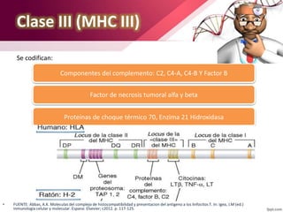 Clase III (MHC III)
Componentes del complemento: C2, C4-A, C4-B Y Factor B
Factor de necrosis tumoral alfa y beta
Proteínas de choque térmico 70, Enzima 21 Hidroxidasa
Se codifican:
• FUENTE: Abbas, A.K. Moleculas del complejo de histocompatibilidad y presentacion del antigeno a los linfocitos T. In: Igea, J.M (ed.)
Inmunologia celular y molecular. Espana: Elsevier; c2012. p. 117-125.
 