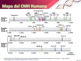 Mapa del CMH Humano
• FUENTE: Abbas, A.K. Moleculas del complejo de histocompatibilidad y presentacion del antigeno a los linfocitos T. In: Igea, J.M (ed.)
Inmunologia celular y molecular. Espana: Elsevier; c2012. p. 117-125.
 