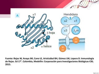 Fuente: Rojas W, Anaya JM, Cano LE, Aristizábal BH, Gómez LM, Lopera D. Inmunología
de Rojas. Ed 17°. Colombia, Medellin: Corporación para Investigaciones Biológicas-CIB;
2015.
25
AA
30
AA
 