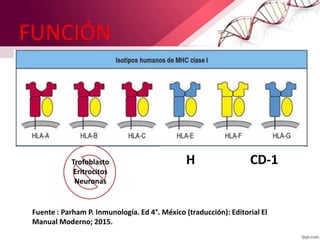 FUNCIÓN
Fuente : Parham P. Inmunología. Ed 4°. México (traducción): Editorial El
Manual Moderno; 2015.
H CD-1Trofoblasto
Eritrocitos
Neuronas
 