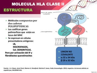 Fuente. J. A. Owen, Jenni Punt, Sharon A. Stranford, Patricia P. Jones. Kuby Inmunología. 2014, respecto a la tercera edición en
español por, McGRAW-HILL INTERAMERICANA
ESTRUCTURA
MOLECULA HLA CLASE II
Moléculas compuestas por
dos cadenas
POLIPEPTIDICAS
Los codifican genes
polimorficos que están en
locus del MHC
Se expresan en células
presentadoras antígenos:
LB,
MACROFAGOS,
Cel. DENDRITICAS.
Pero por activación del IF γ
fibroblastos queratinocitos
UNION NO
COVALENTE
α 32 a 34 kDa
β 29 a 32 kDa
 