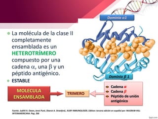 La molécula de la clase II
completamente
ensamblada es un
HETEROTRÍMERO
compuesto por una
cadena a, una  y un
péptido antigénico.
ESTABLE
Dominio 𝜶1
Dominio 𝜷 1
TRIMERO
Cadena 𝜶
Cadena 𝜷
Péptido de unión
antigénico
Fuente. Judith A. Owen, Jenni Punt, Sharon A. Stranford,. KUBY INMUNOLOGÍA. Edition: tercera edición en español por: McGRAW-HILL
INTERAMERICANA. Pag. 266
MOLECULA
ENSAMBLADA
 