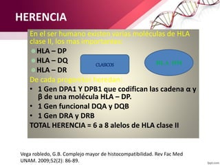HERENCIA
En el ser humano existen varias moléculas de HLA
clase II, los mas importantes:
HLA – DP
HLA – DQ
HLA – DR
De cada progenitor heredan:
• 1 Gen DPA1 Y DPB1 que codifican las cadena α y
β de una molécula HLA – DP.
• 1 Gen funcional DQA y DQB
• 1 Gen DRA y DRB
TOTAL HERENCIA = 6 a 8 alelos de HLA clase II
CLASICOS HLA DM
Vega robledo, G.B. Complejo mayor de histocompatibilidad. Rev Fac Med
UNAM. 2009;52(2): 86-89.
 