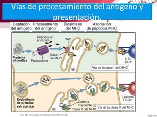 Vías de procesamiento del antígeno y
presentación.
Fuente: Abbas A. Inmunologia Celular y Molecular.Barcelona:ElSevier Inc.2015
 