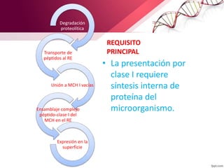 REQUISITO
PRINCIPAL
• La presentación por
clase I requiere
síntesis interna de
proteína del
microorganismo.
Degradación
proteolítica
Transporte de
péptidos al RE
Unión a MCH I vacías
Ensamblaje complejo
péptido-clase I del
MCH en el RE
Expresión en la
superficie
 