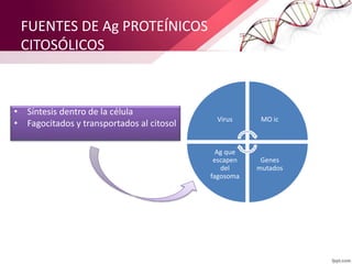 FUENTES DE Ag PROTEÍNICOS
CITOSÓLICOS
• Síntesis dentro de la célula
• Fagocitados y transportados al citosol Virus MO ic
Genes
mutados
Ag que
escapen
del
fagosoma
 
