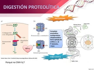 Fuente: Owen J.Punt J. Stranford S.Kuby inmunologia.Mexico: McGraw-Hill; 2014
PROTEASOMA
Complejo
enzimático
multiproteico
citoplasmático
Serie apilada de
anillos α y β
P dañadas,
viejas
UBICUITINA
IFN-γ
Porqué no CMH II¿?
 