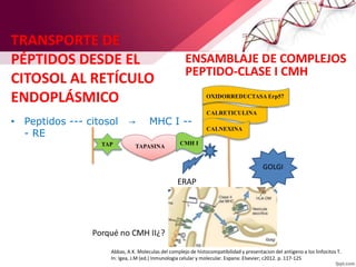 TRANSPORTE DE
PÉPTIDOS DESDE EL
CITOSOL AL RETÍCULO
ENDOPLÁSMICO
• Peptidos --- citosol → MHC I --
- RE
TAP TAPASINA
CMH I
ENSAMBLAJE DE COMPLEJOS
PEPTIDO-CLASE I CMH
CALRETICULINA
CALNEXINA
OXIDORREDUCTASA Erp57
ERAP
GOLGI
Abbas, A.K. Moleculas del complejo de histocompatibilidad y presentacion del antigeno a los linfocitos T.
In: Igea, J.M (ed.) Inmunologia celular y molecular. Espana: Elsevier; c2012. p. 117-125
 