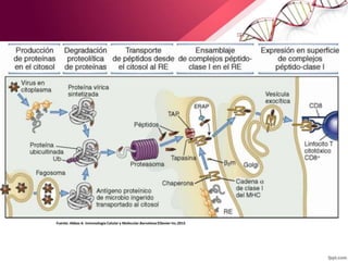 Fuente: Abbas A. Inmunologia Celular y Molecular.Barcelona:ElSevier Inc.2015
 