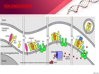 VÍA ENDÓGENA
Fuente:Fuente: https://es.slideshare.net/fernandre81/tema10-y-11-inmuno
ERAP
ERAP
 
