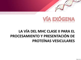 LA VÍA DEL MHC CLASE II PARA EL
PROCESAMIENTO Y PRESENTACIÓN DE
PROTEÍNAS VESICULARES
 
