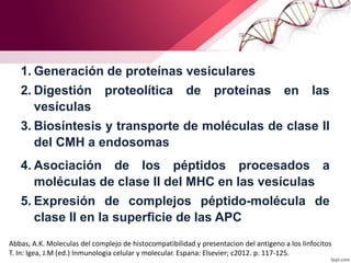 1. Generación de proteínas vesiculares
2. Digestión proteolítica de proteínas en las
vesículas
3. Biosíntesis y transporte de moléculas de clase II
del CMH a endosomas
4. Asociación de los péptidos procesados a
moléculas de clase II del MHC en las vesículas
5. Expresión de complejos péptido-molécula de
clase II en la superficie de las APC
Abbas, A.K. Moleculas del complejo de histocompatibilidad y presentacion del antigeno a los linfocitos
T. In: Igea, J.M (ed.) Inmunologia celular y molecular. Espana: Elsevier; c2012. p. 117-125.
 